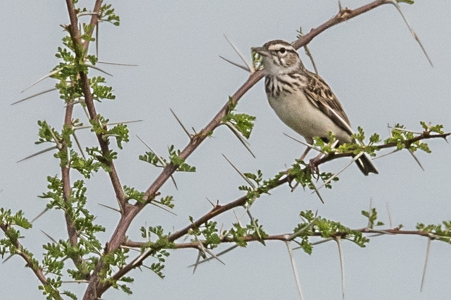 Alouette sabota (Sabota lark, Calendulauda sabota), Namutoni, Parc National d'Etosha, Namibie.